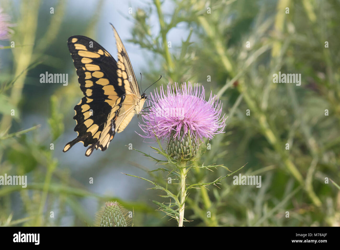 03017-01404 Giant Swallowtail (Papilio cresphontes) on Bull Thistle (Cirsium vulgare) Marion Co. IL Stock Photo