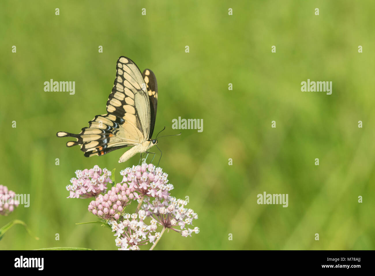 03017-01409 Giant Swallowtail (Papilio cresphontes) on Swamp Milkweed (Asclepias incarnata) Marion Co. IL Stock Photo