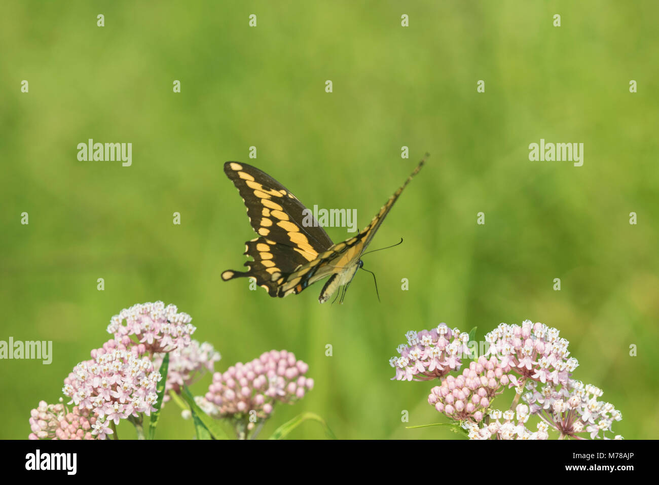 03017-01410 Giant Swallowtail (Papilio cresphontes) in flight near Swamp Milkweed (Asclepias incarnata) Marion Co. IL Stock Photo