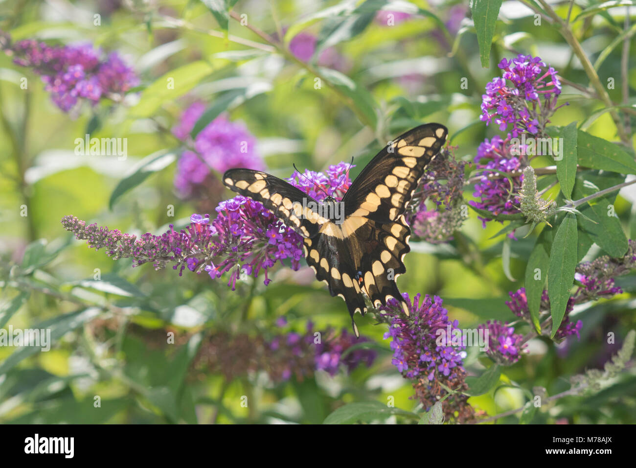 03017-01414 Giant Swallowtail (Papilio cresphontes) on Butterfly Bush (Buddleja davidii) Marion Co. IL Stock Photo