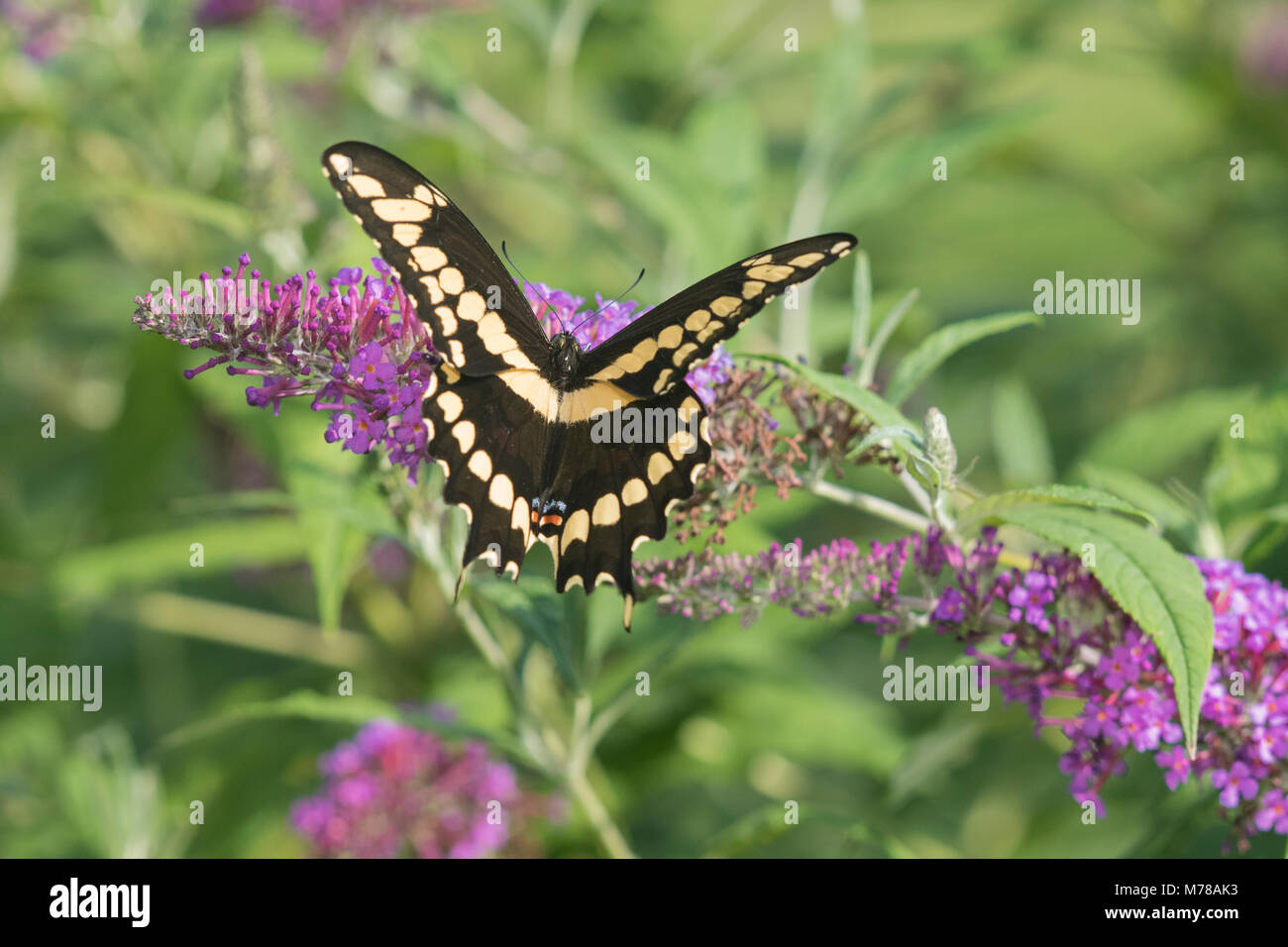 03017-01503 Giant Swallowtail (Papilio cresphontes) on Butterfly Bush (Buddleja davidii) Marion Co. IL Stock Photo