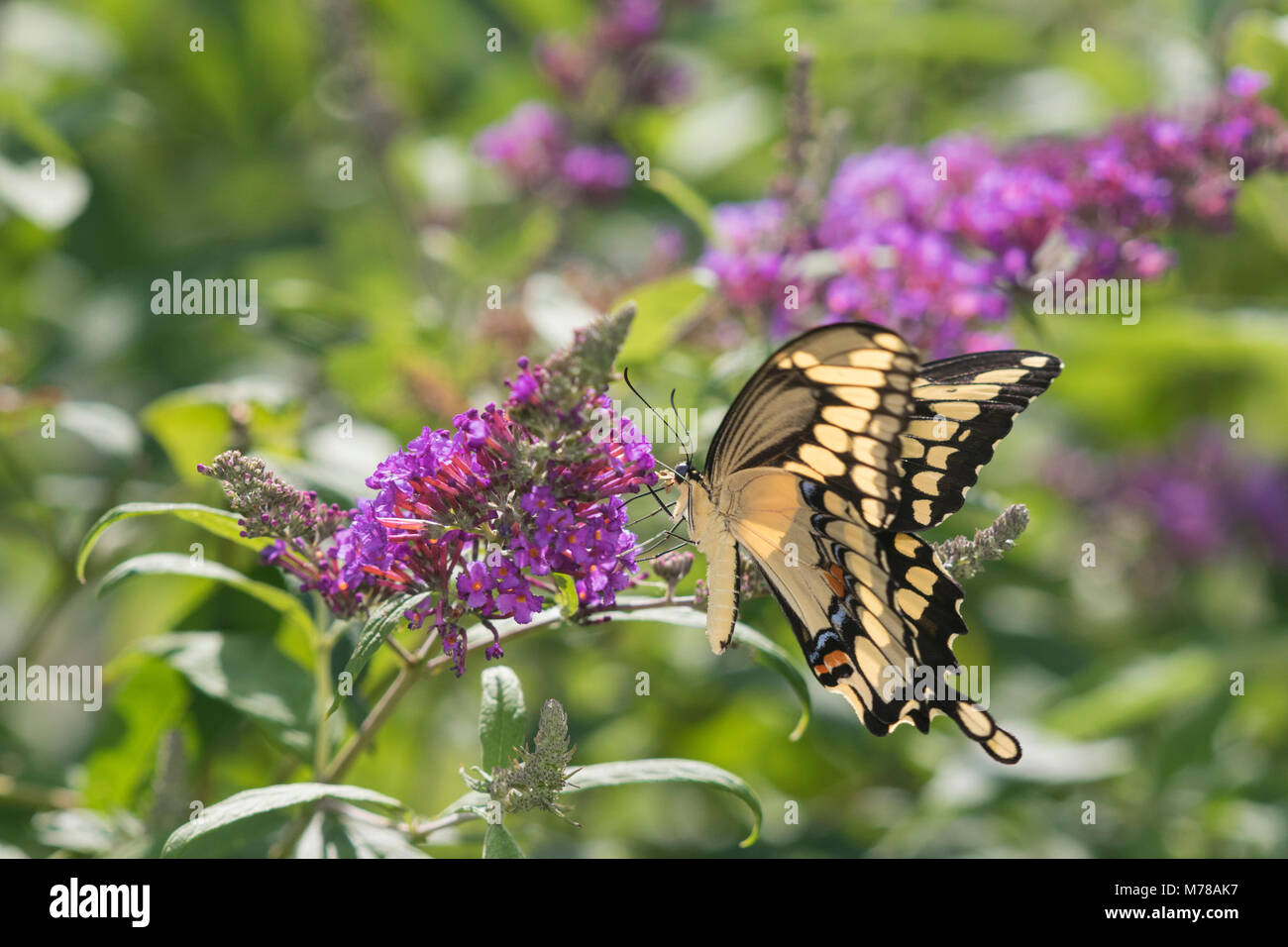 03017-01506 Giant Swallowtail (Papilio cresphontes) on Butterfly Bush (Buddleja davidii) Marion Co. IL Stock Photo