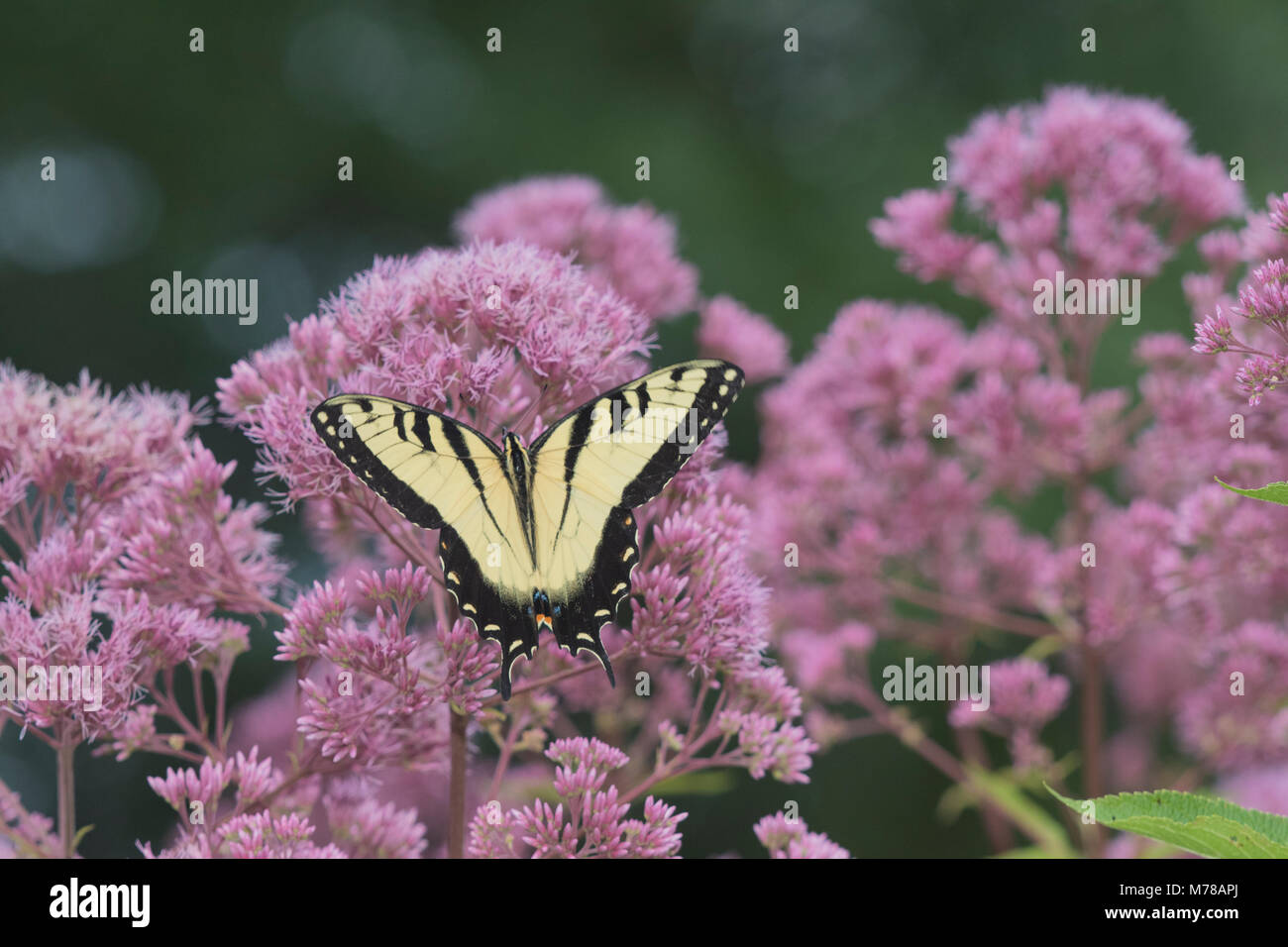 03023-03011 Eastern Tiger Swallowtail (Papilio glaucaus) on Joe Pye Weed (Eutrochium purpureum) Marion Co. IL Stock Photo