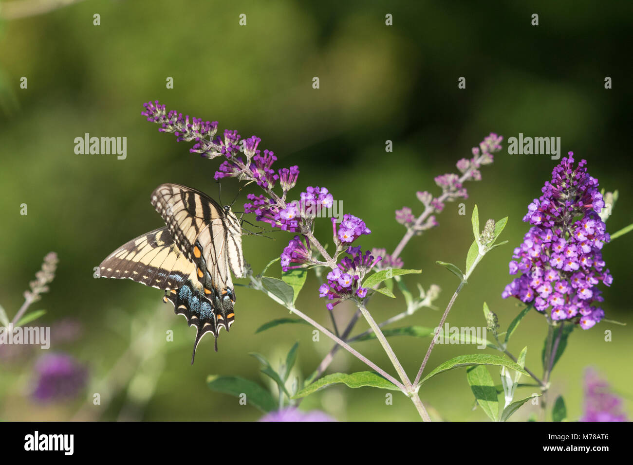 03023-03016 Eastern Tiger Swallowtail (Papilio glaucaus) on Butterfly Bush (Buddleja davidii) Marion Co. IL Stock Photo