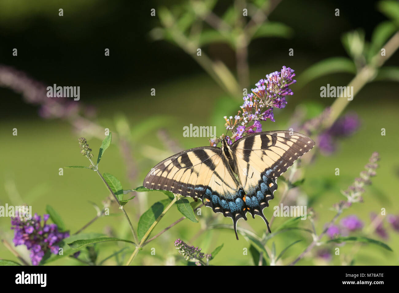 03023-03017 Eastern Tiger Swallowtail (Papilio glaucaus) on Butterfly Bush (Buddleja davidii) Marion Co. IL Stock Photo