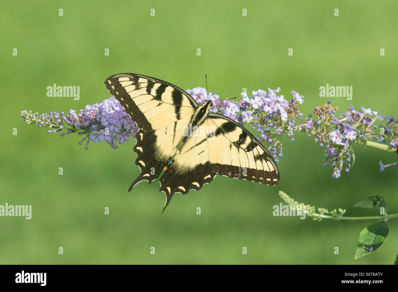 03023-03105 Eastern Tiger Swallowtail (Papilio glaucaus) on Butterfly Bush (Buddleja davidii) Marion Co. IL Stock Photo