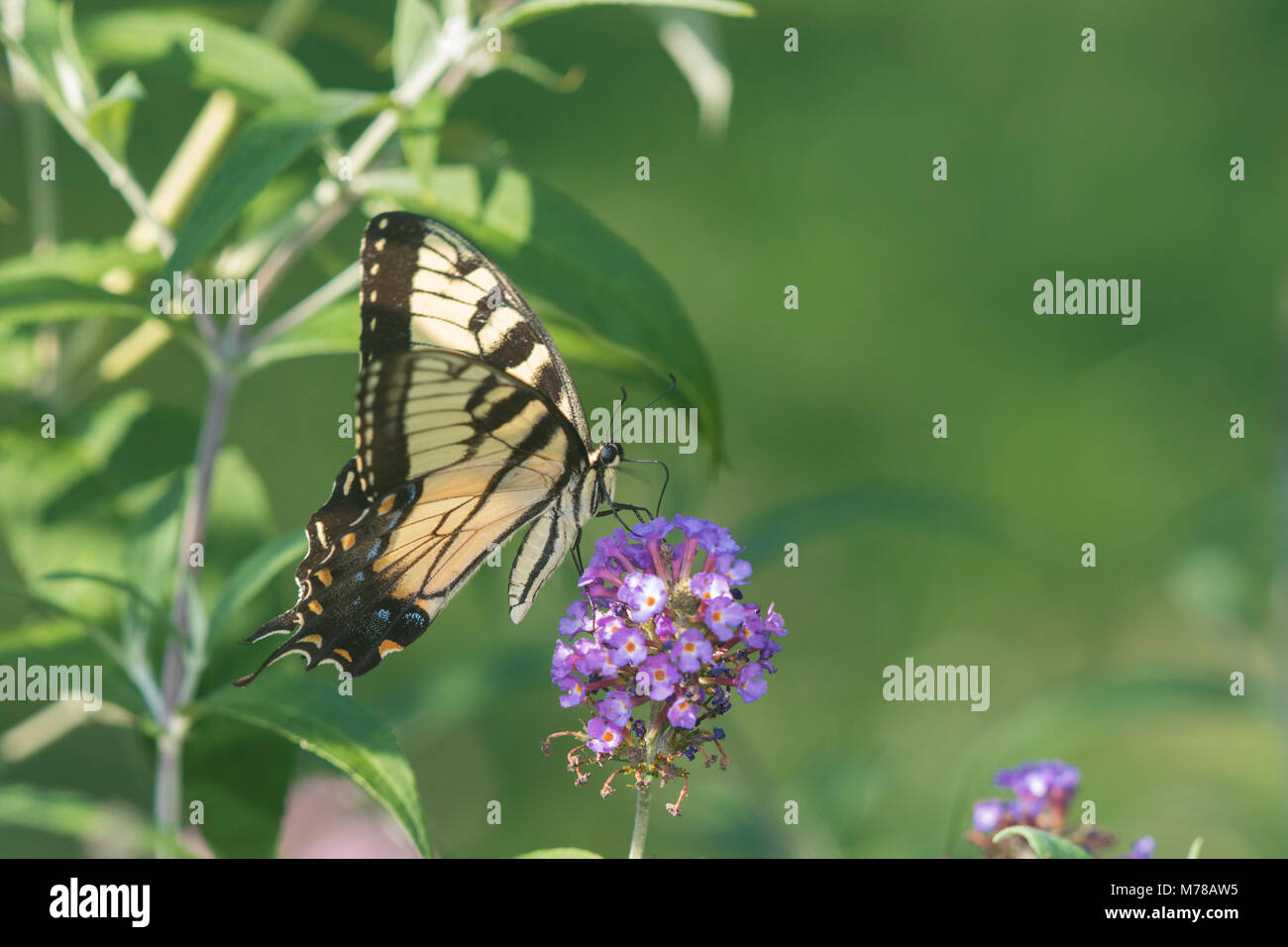 03023-03111 Eastern Tiger Swallowtail (Papilio glaucaus) on Butterfly Bush (Buddleja davidii) Marion Co. IL Stock Photo