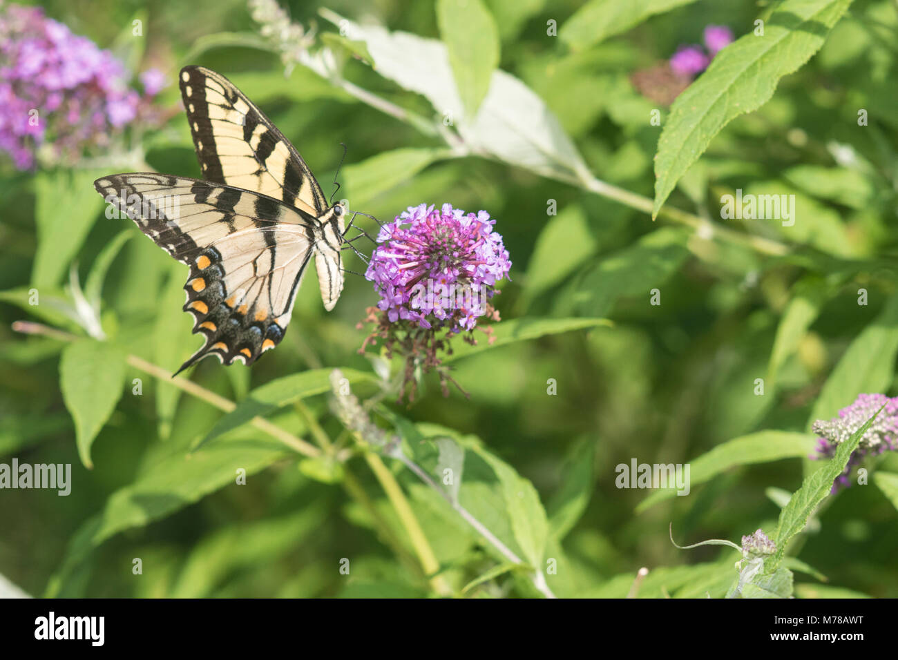 03023-03115 Eastern Tiger Swallowtail (Papilio glaucaus) on Butterfly Bush (Buddleja davidii) Marion Co. IL Stock Photo