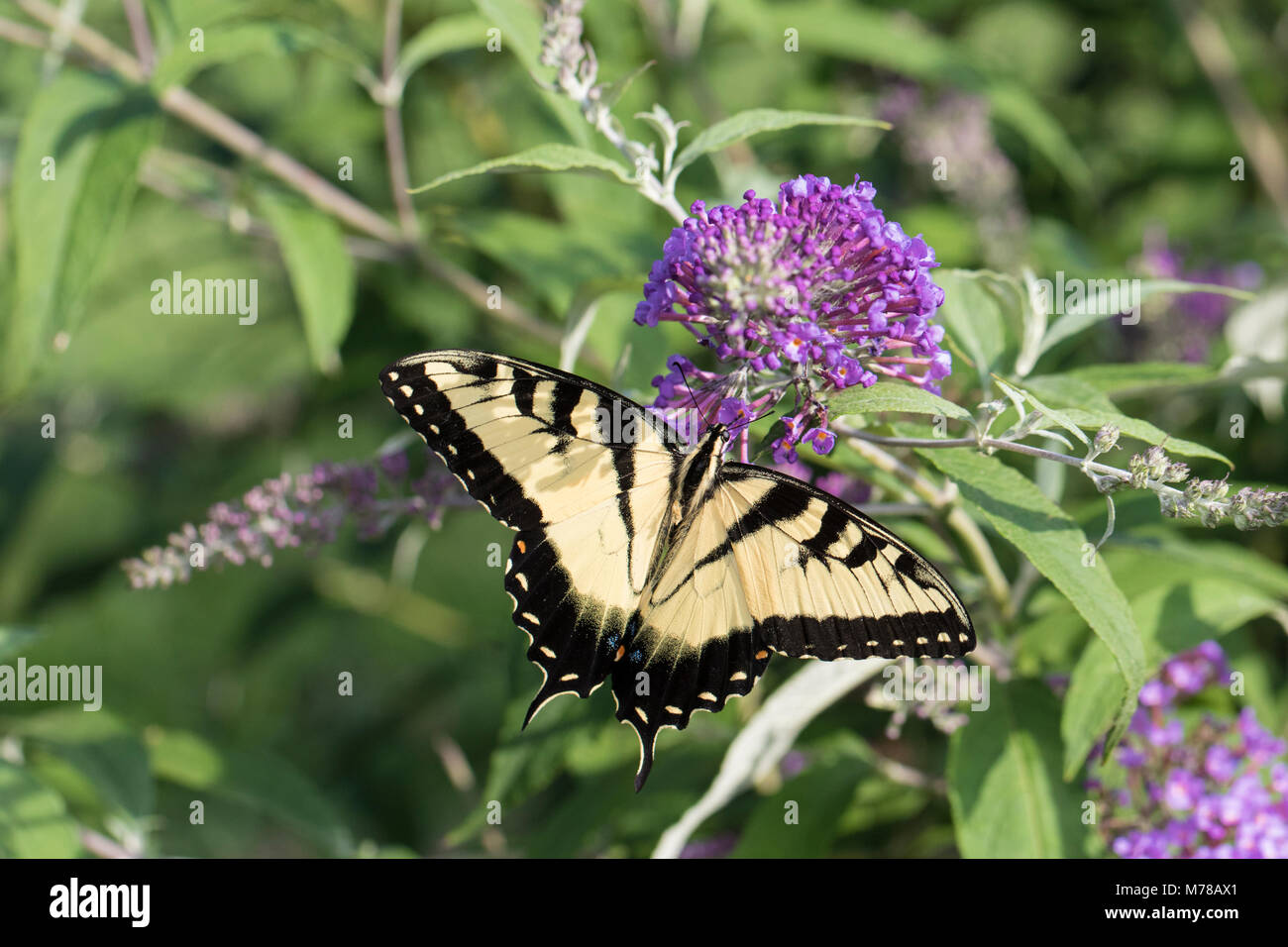03023-03117 Eastern Tiger Swallowtail (Papilio glaucaus) on Butterfly Bush (Buddleja davidii) Marion Co. IL Stock Photo