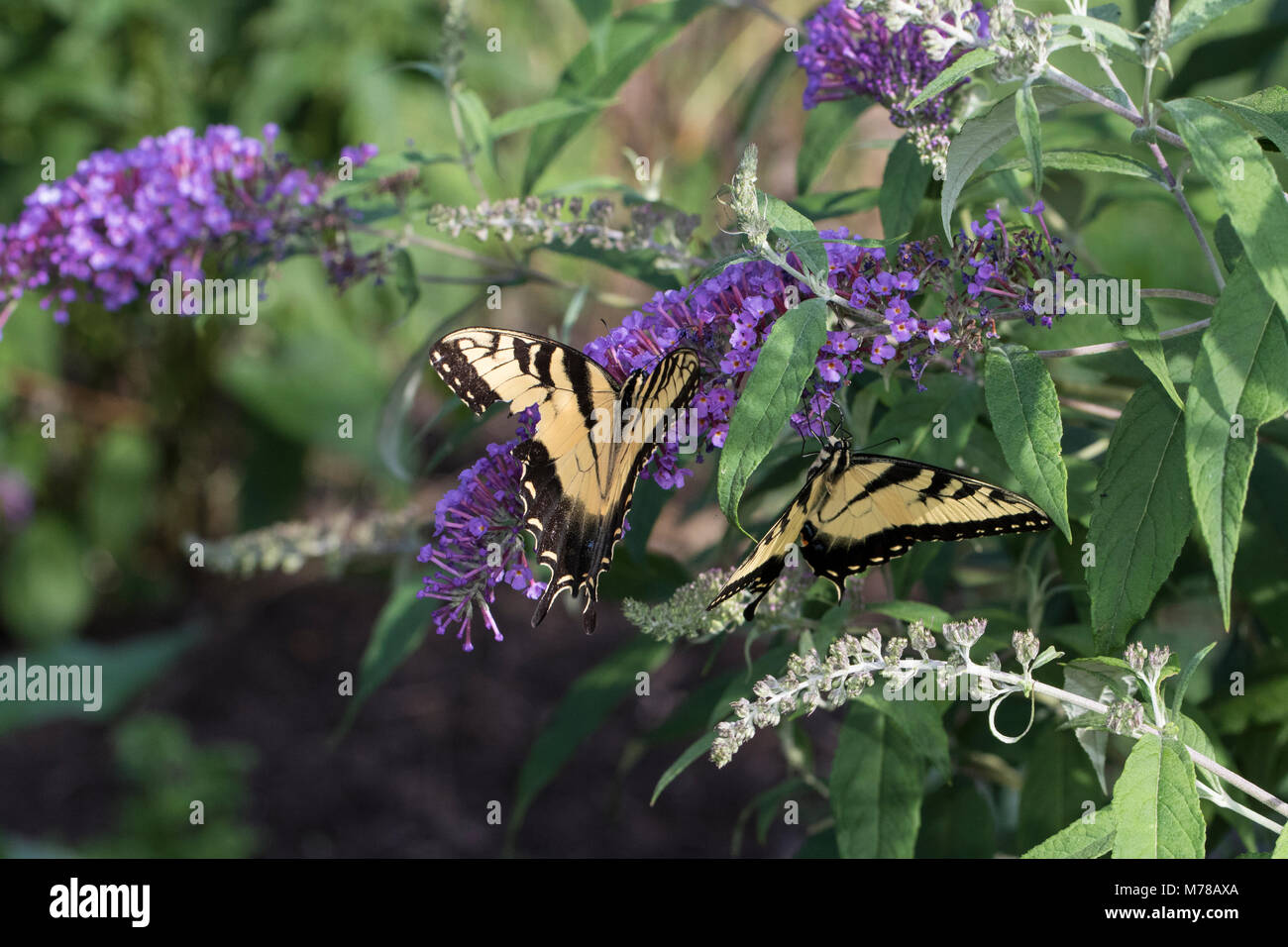 03023-03119 Eastern Tiger Swallowtails (Papilio glaucaus) on Butterfly Bush (Buddleja davidii) Marion Co. IL Stock Photo