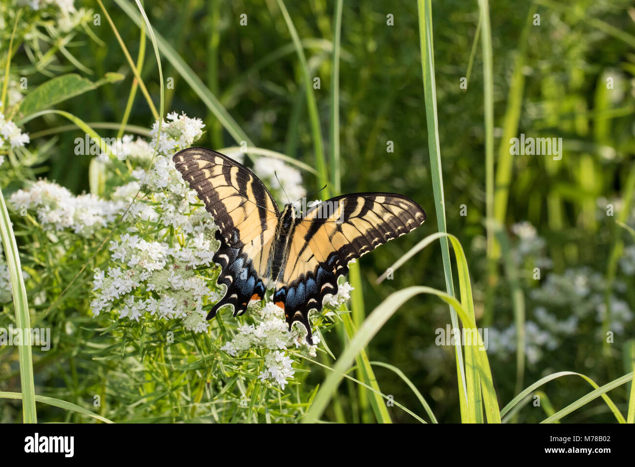 03023-03212 Eastern Tiger Swallowtail (Papilio glaucaus) on Slender Mountain Mint (Pycnanthemum tenuifolium) Marion Co. IL Stock Photo