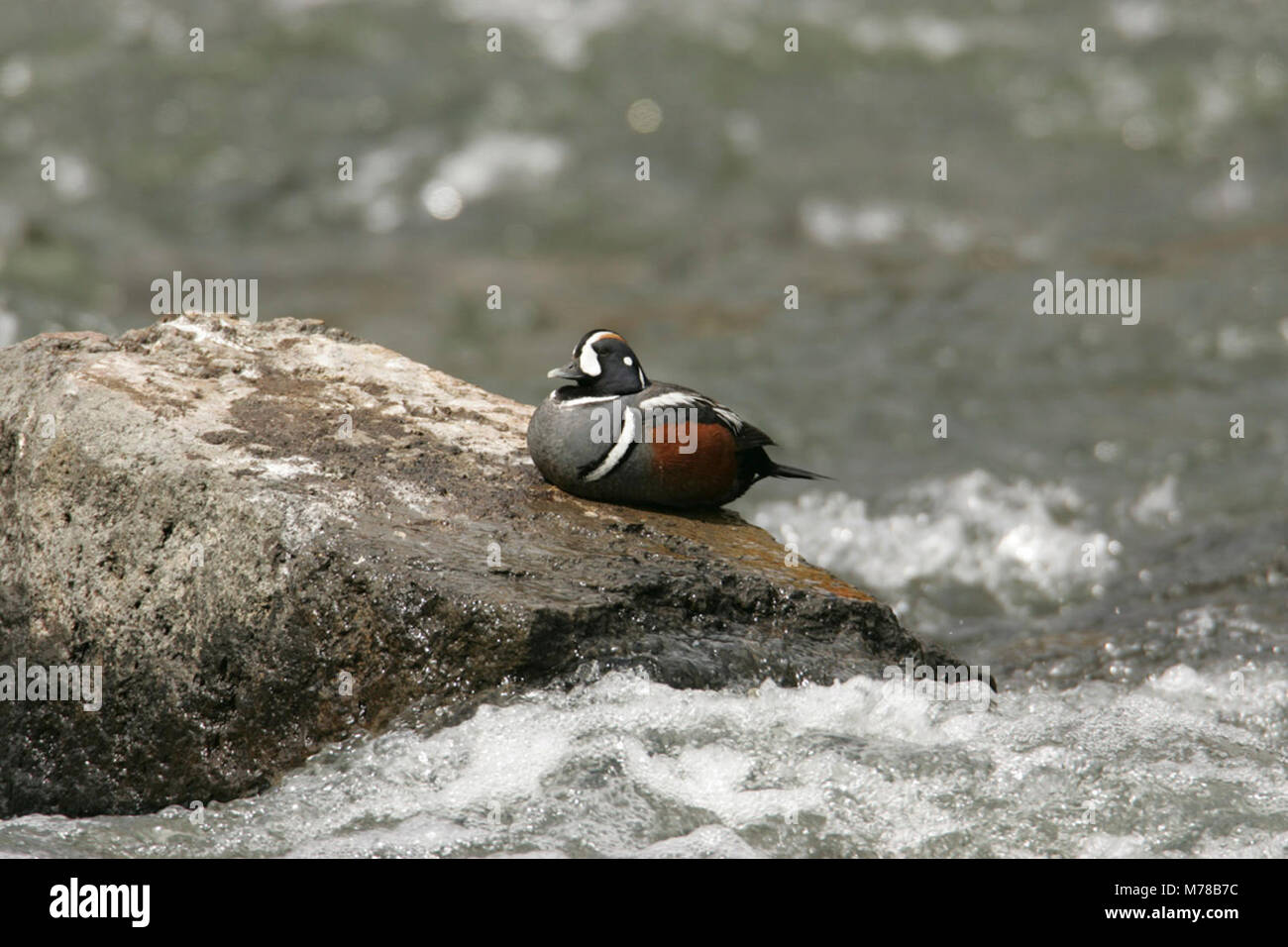 Male Harlequin duck. Male Harlequin duck at LeHardy Rapids Stock Photo