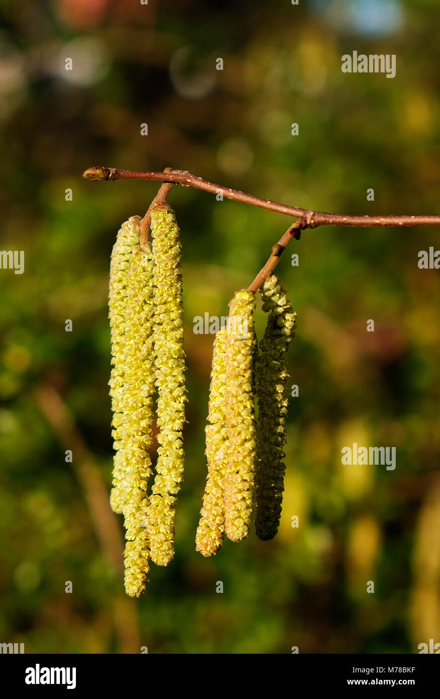 Hazel tree yellow male catkins on twig with bud, Corylus avellana, early spring, allergenic