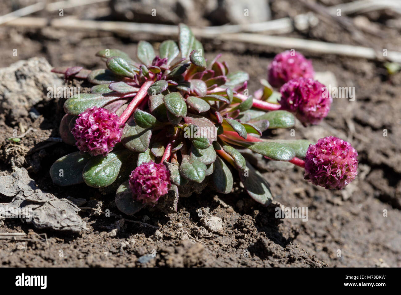 Mt Hood pussypaws - Cistanthe umbellata. Stock Photo