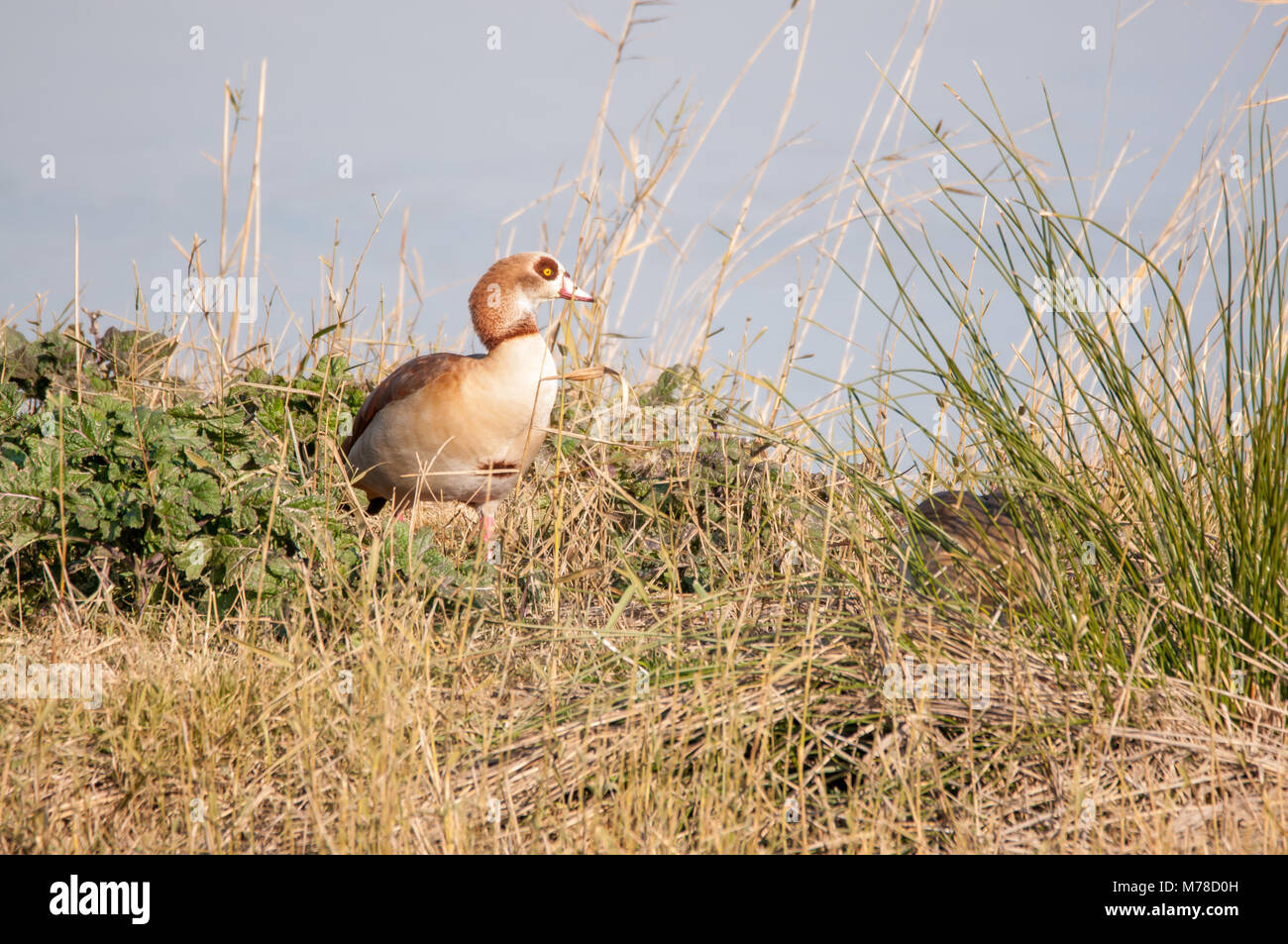 Egyptian goose, Alopochen aegyptiacus, Aiguamolls emporda, Catalonia, Spain Stock Photo
