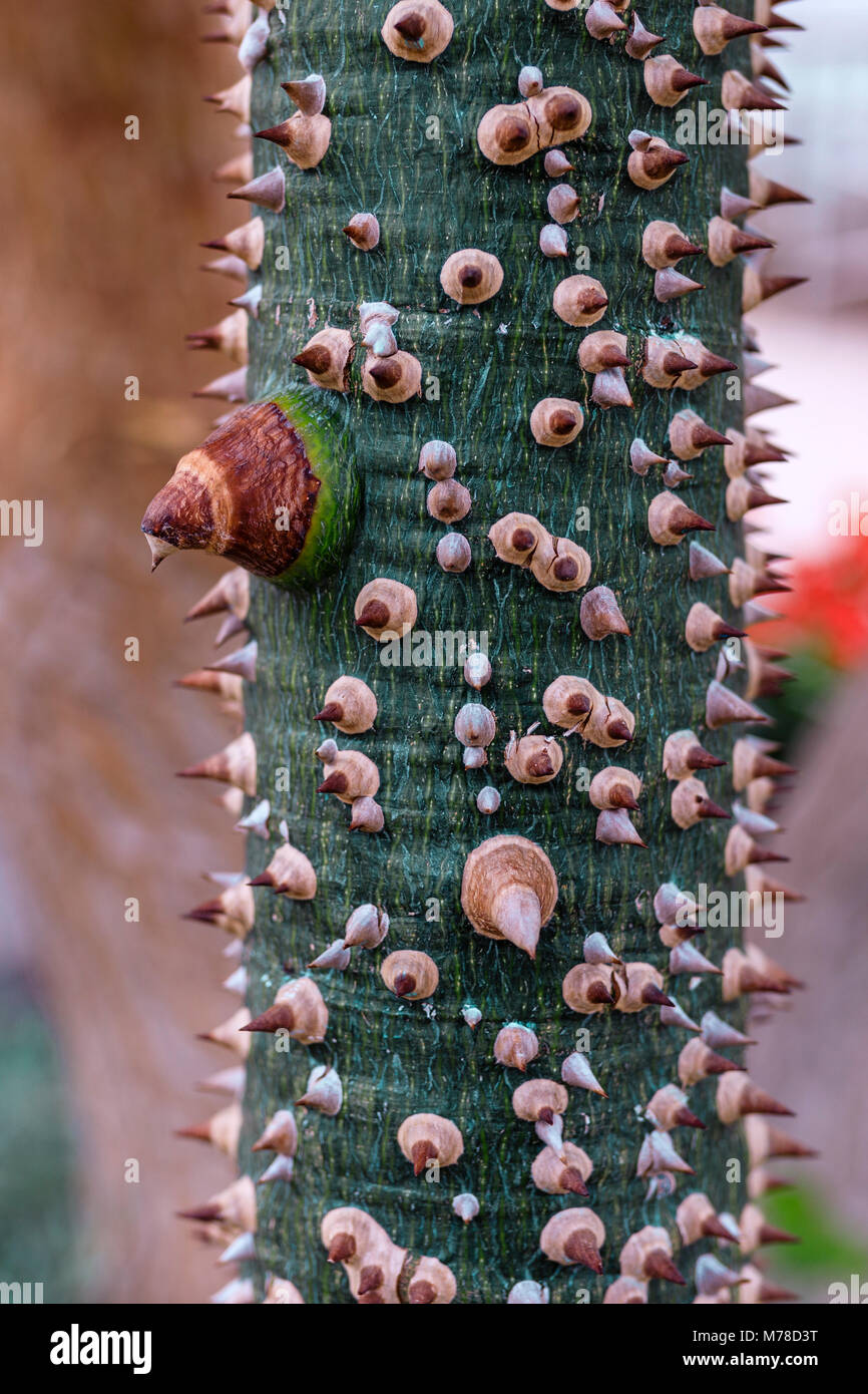 Palm Tree that has Bottle-Shaped Trunk Studded With Thick Conical Thorns Stock Photo