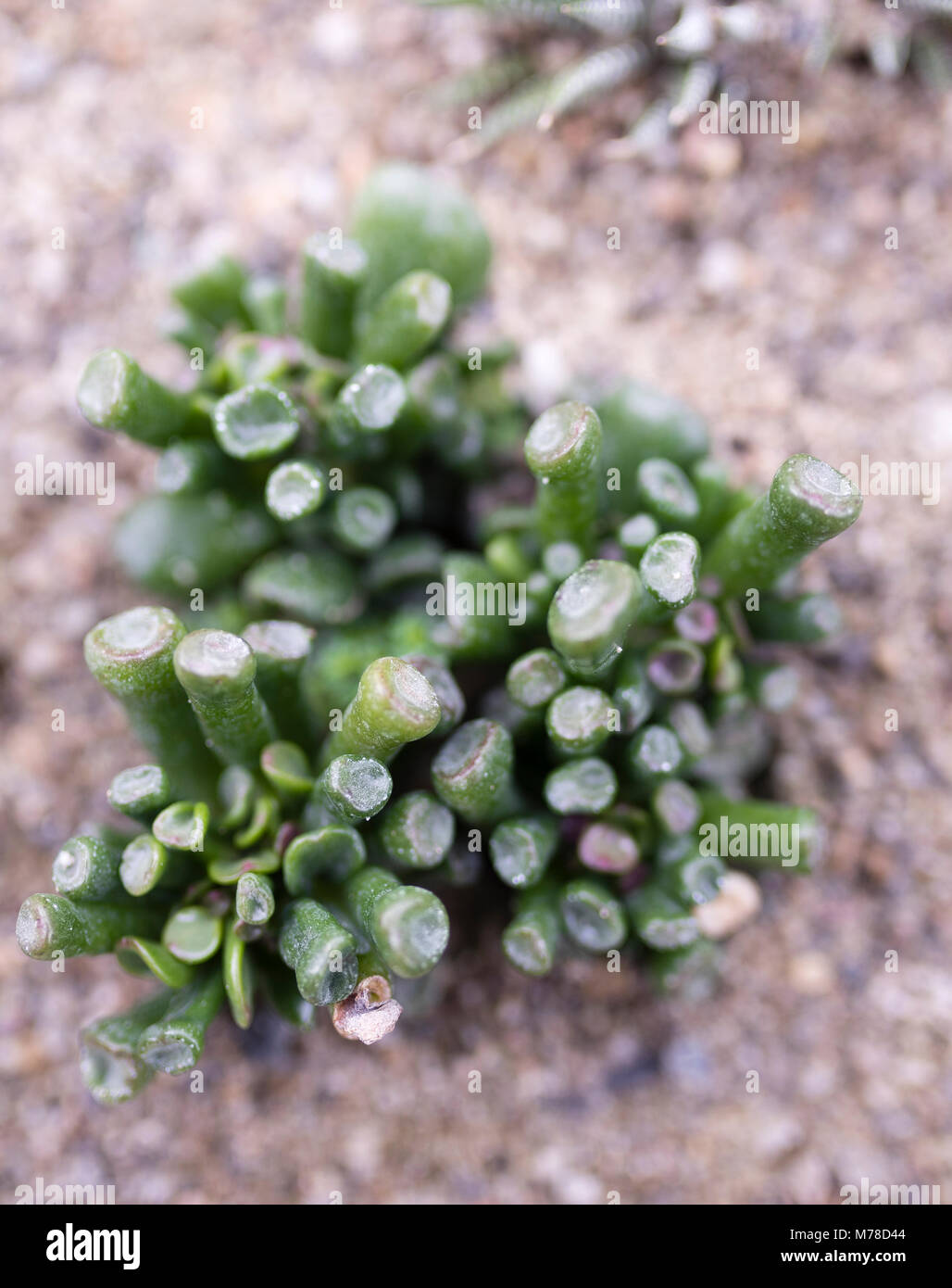 Frithia Pulchra or Baby Toes Plant, is Truly Unique and  will Flower with Clusters of Pink Blooms Stock Photo