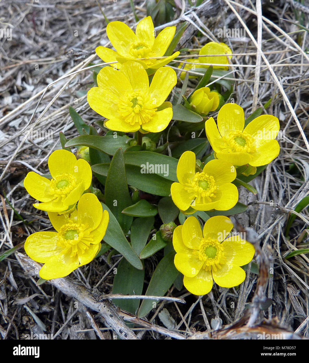 Sagebrush buttercup. Sagebrush buttercup (Ranunculus glaberrimus Stock