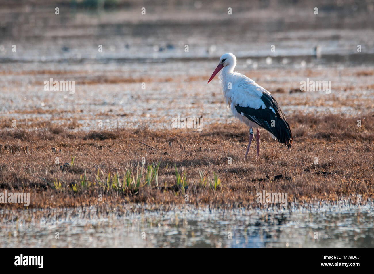white stork, Ciconia ciconia, field Stock Photo