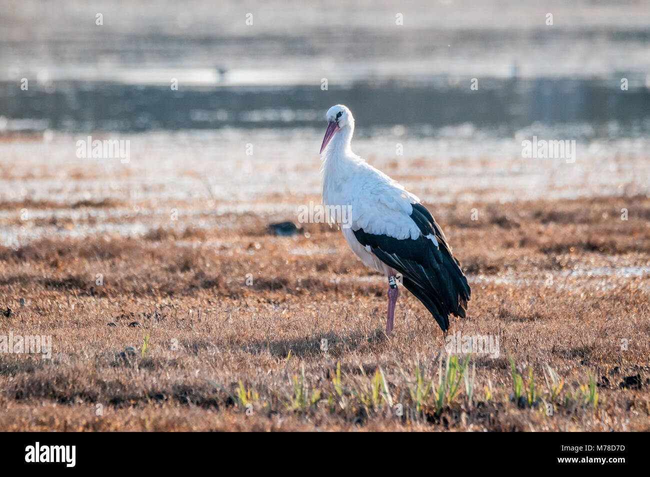 white stork, Ciconia ciconia, field Stock Photo