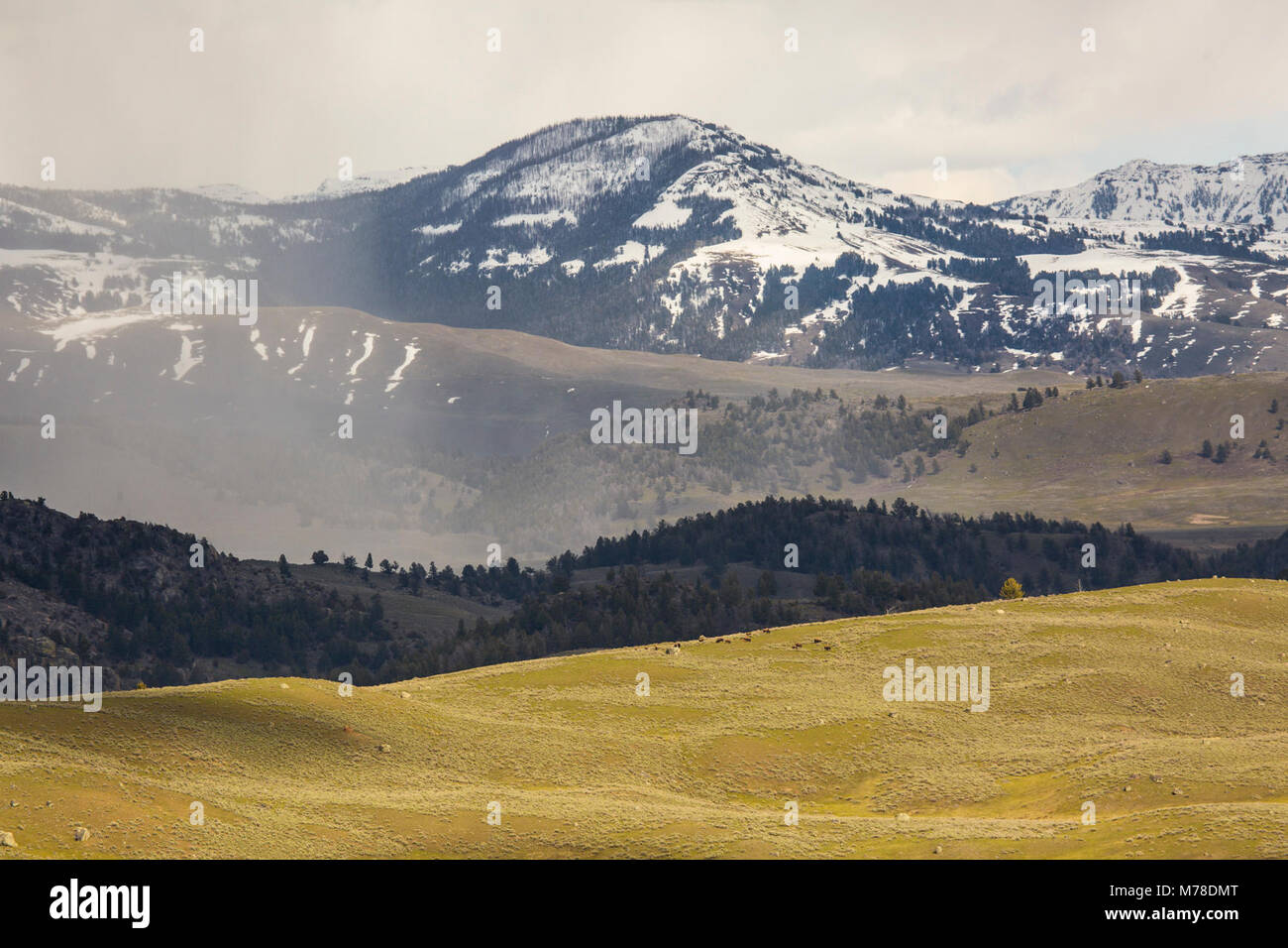 Spring snow flurries over Lamar Valley. Stock Photo