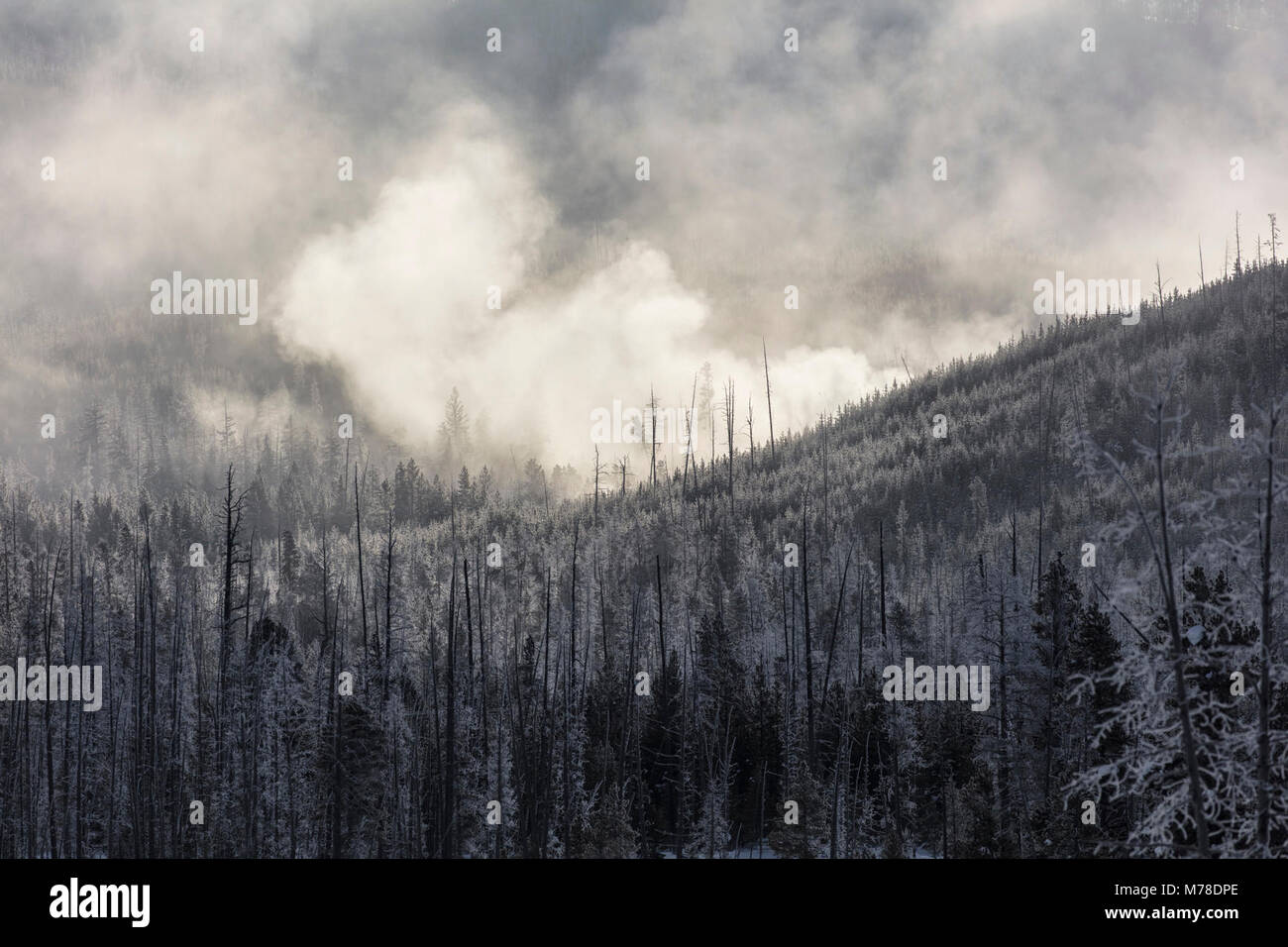 Steam rising through the trees from Geyser Creek Stock Photo - Alamy