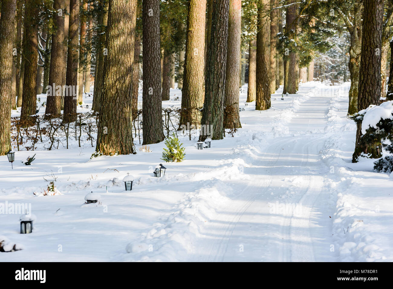 Forest cemetery with lanterns by the graves in winter. Newly plowed lane among the pine trees. Stock Photo