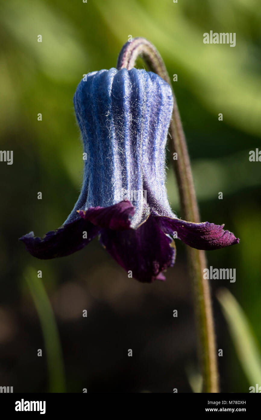 Sugarbowls Clematis hirsutissima Stock Photo Alamy