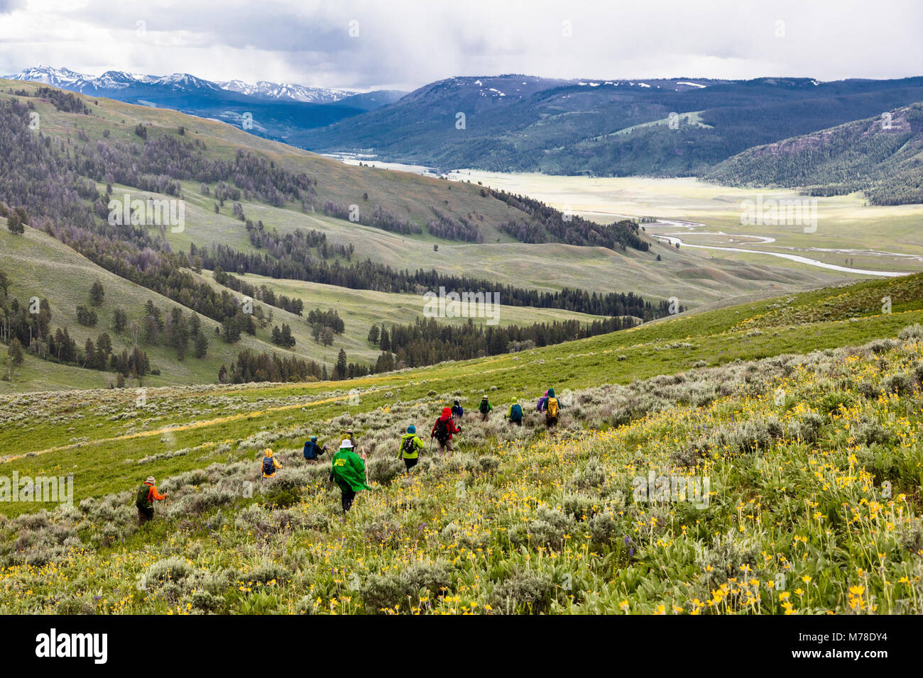 Wildflowers in lamar valley hi-res stock photography and images - Alamy