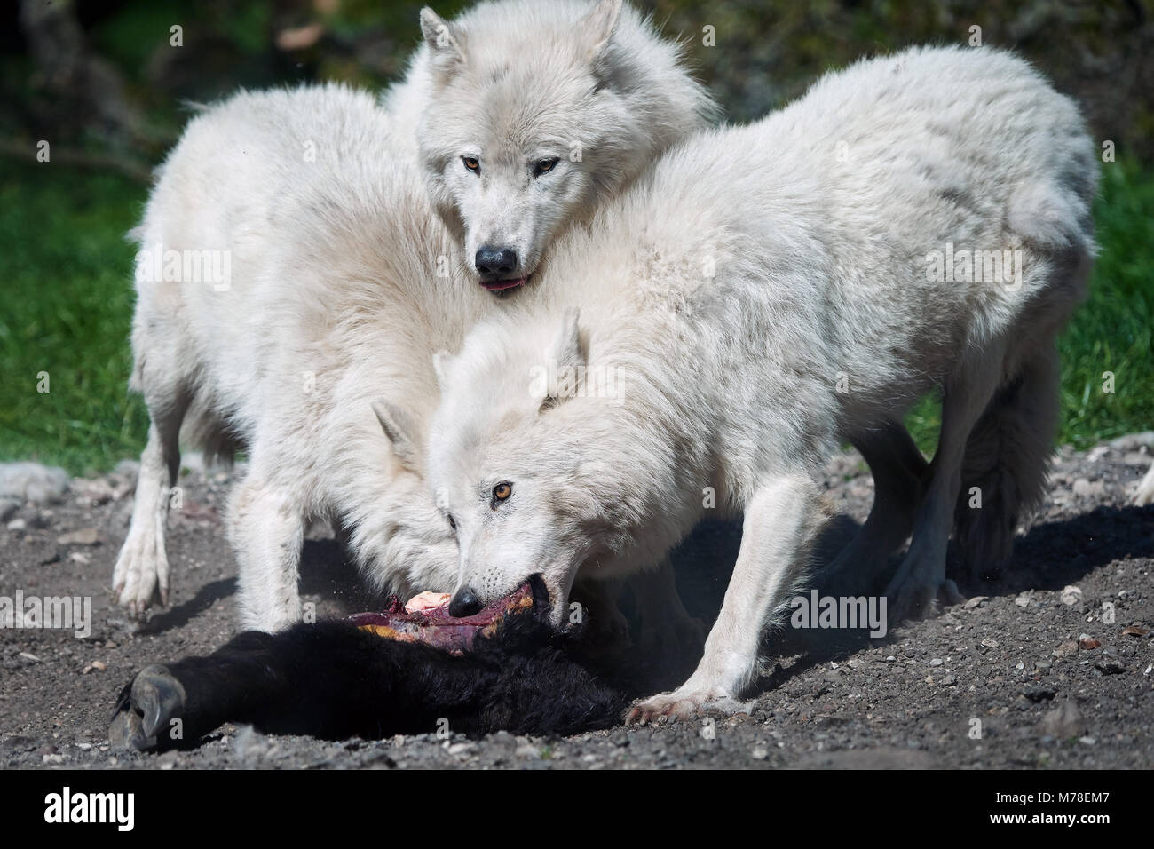 Arctic wolves eating raw meat in their habitat Stock Photo Alamy