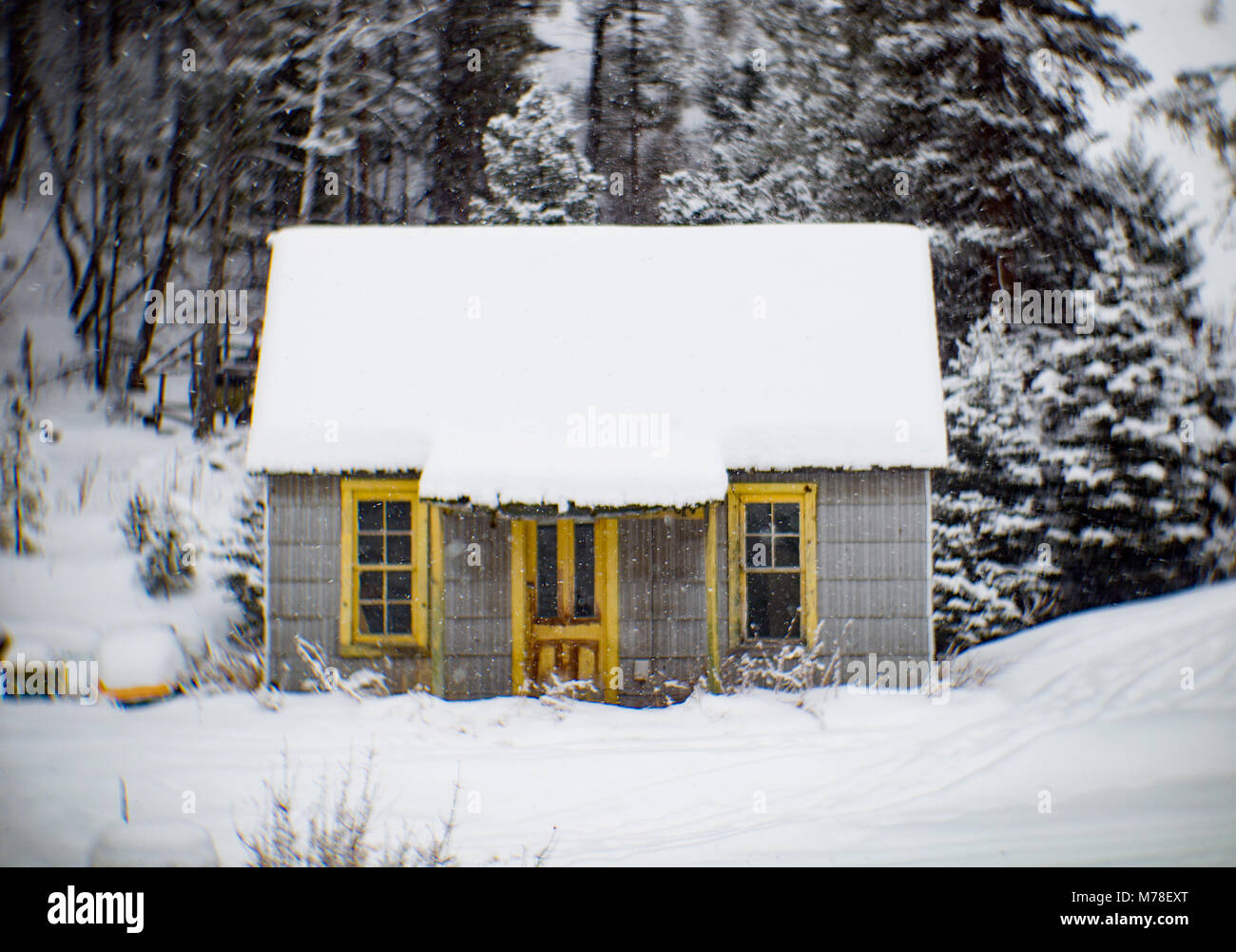 An abandoned cabin in the town of Tower, east of Philipsburg, Montana. Stock Photo