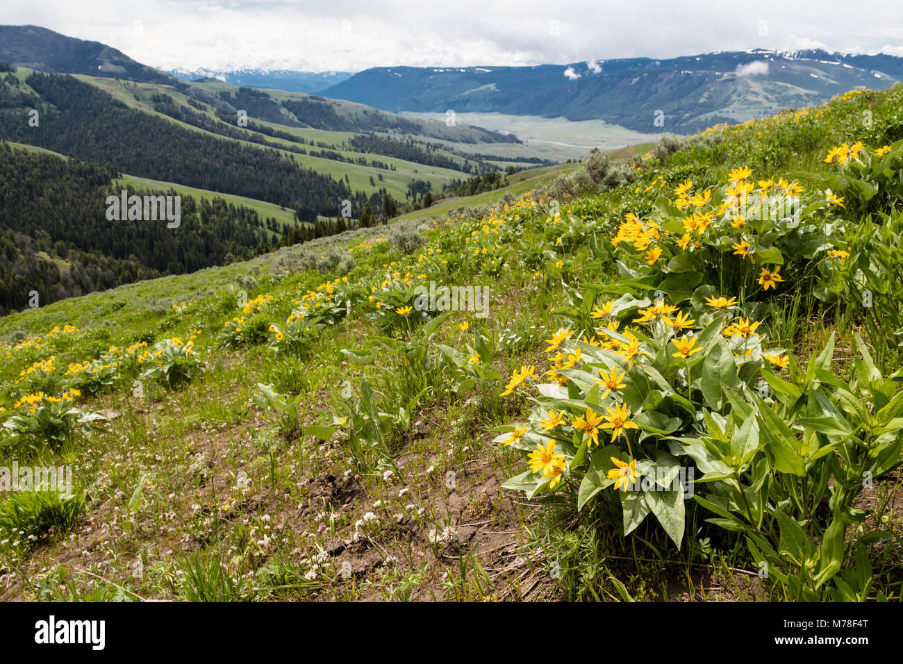 Wildflowers in Lamar Valley Stock Photo - Alamy