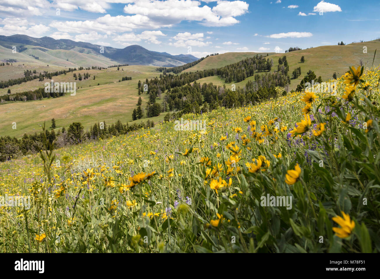 Wildflowers in Lamar Valley Stock Photo - Alamy