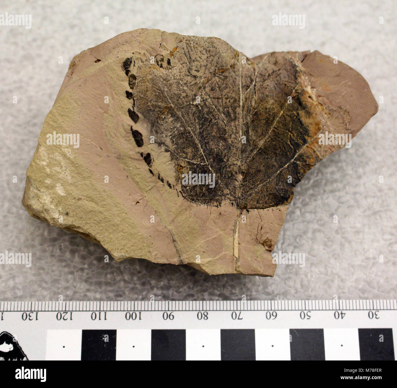 YELL. YELL 2323: This well preserved leaf is from an angiosperm. Fossilized leaves are very common within Yellowstone National Park.   Collecting any natural resources, including rocks and fossils, is illegal in Yellowstone. Stock Photo