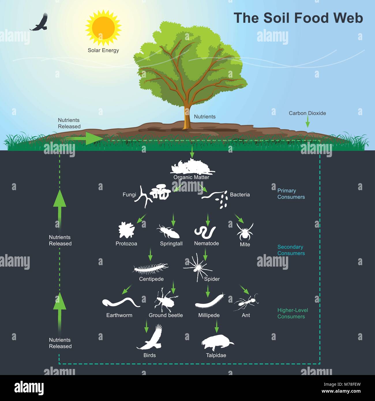 The soil food web is the community of organisms living all or part of their lives in the soil. Stock Vector