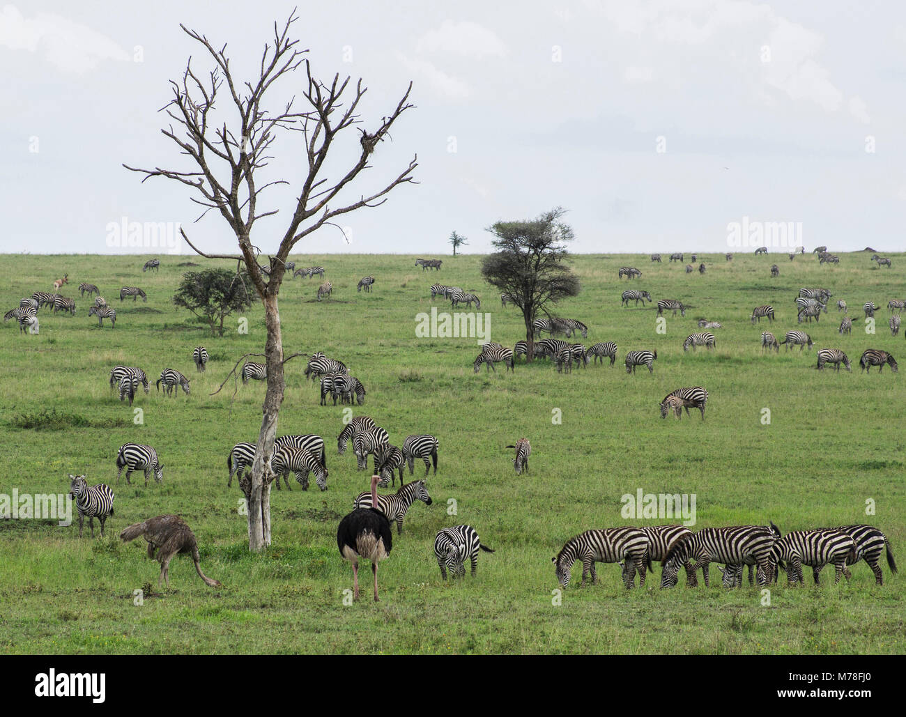 Zebras roaming freely in the Serengeti in northern Tanzania with acacia trees in the background in Nduti Serengetti National Park Arusha Stock Photo