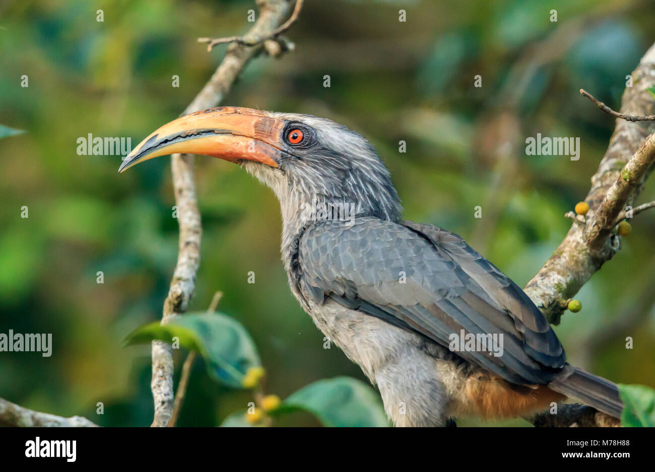 A Malabar hornbill in the western ghats Stock Photo