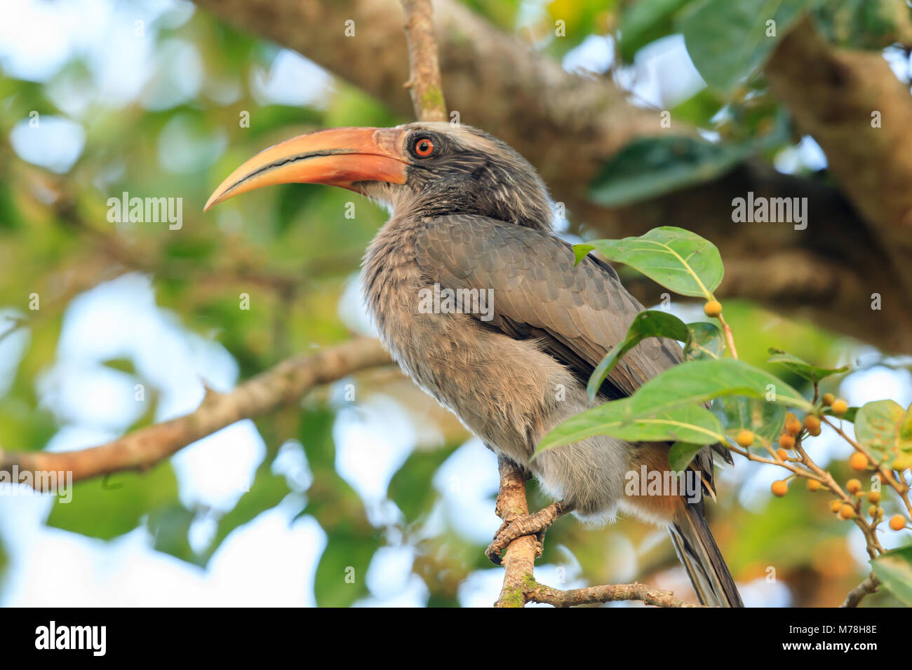 A Malabar hornbill in the western ghats Stock Photo