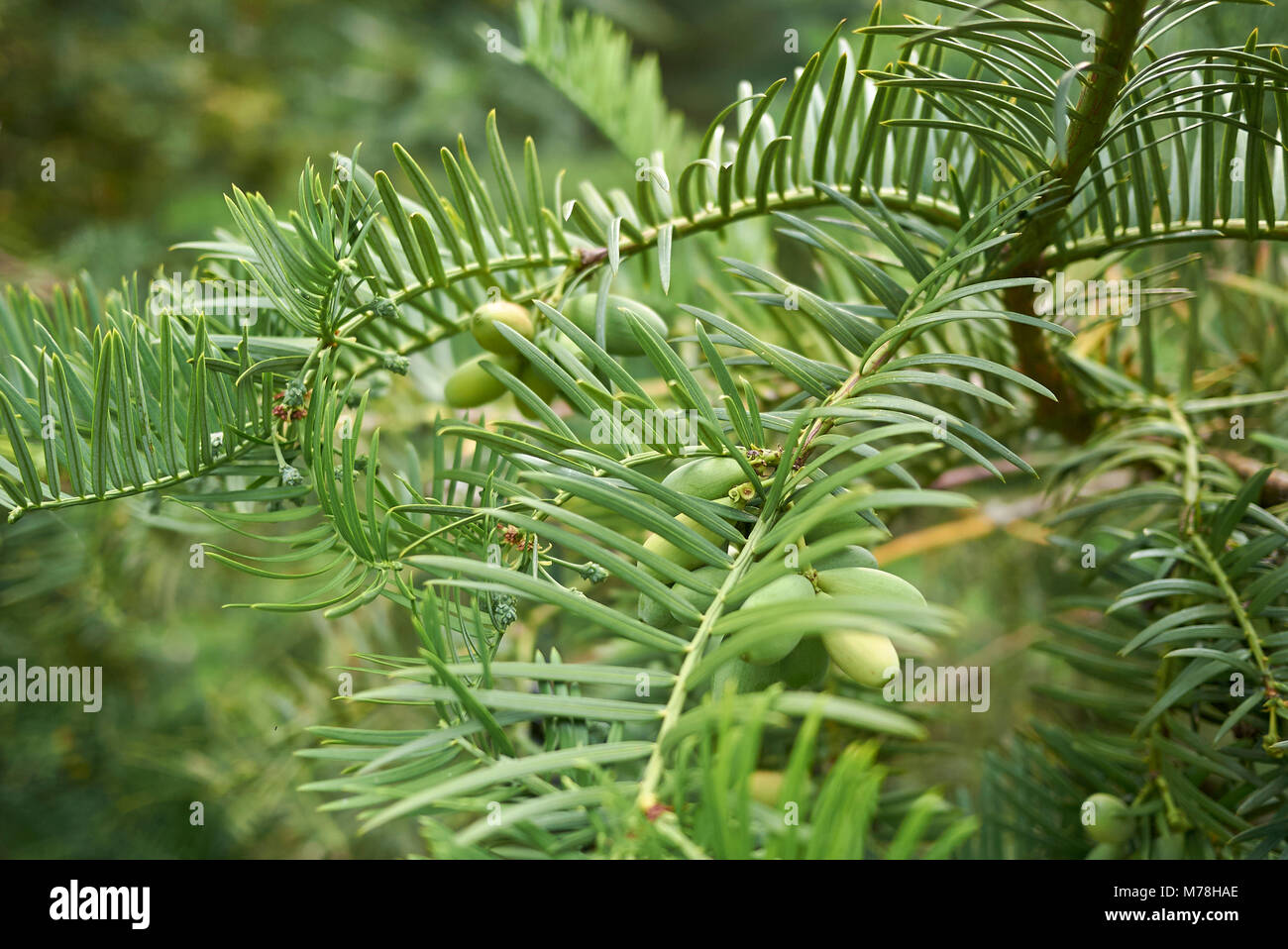 Cephalotaxus branches Stock Photo