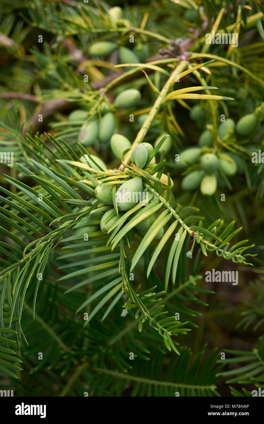 Cephalotaxus branches Stock Photo