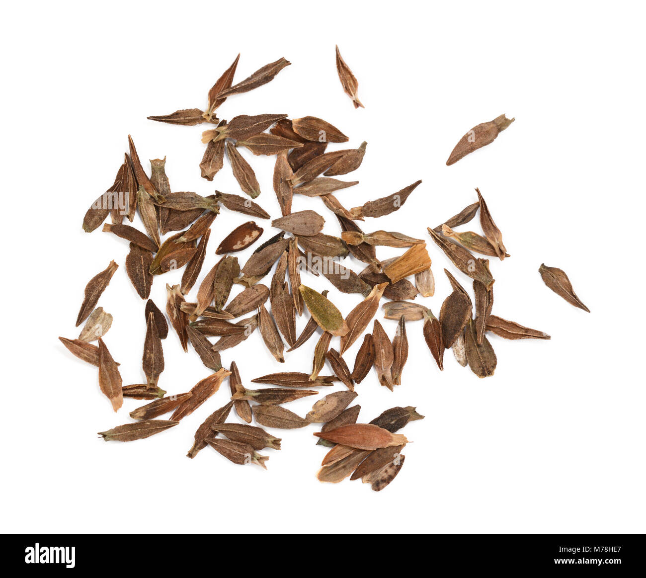 Spear-shaped, flat zinnia flower seeds scattered on a white background Stock Photo