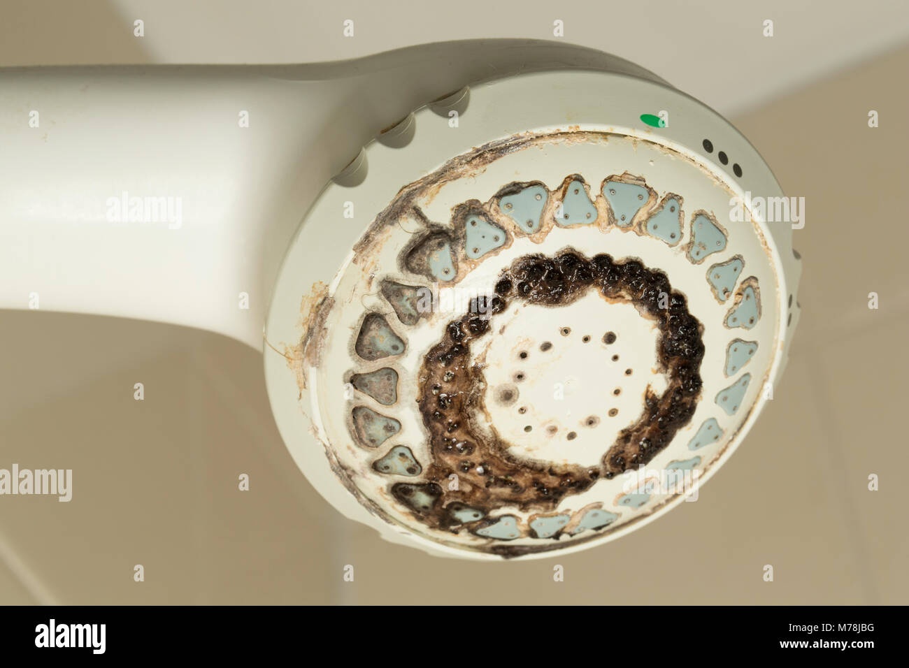 Black mold hires stock photography and images Alamy