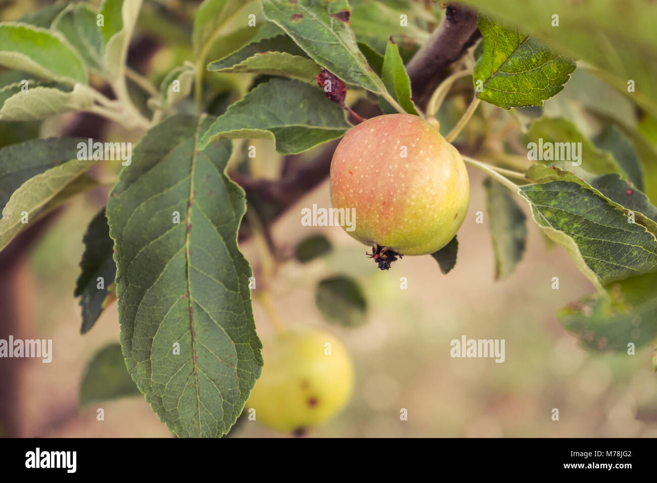 Apple on the apple tree in the garden. Stock Photo