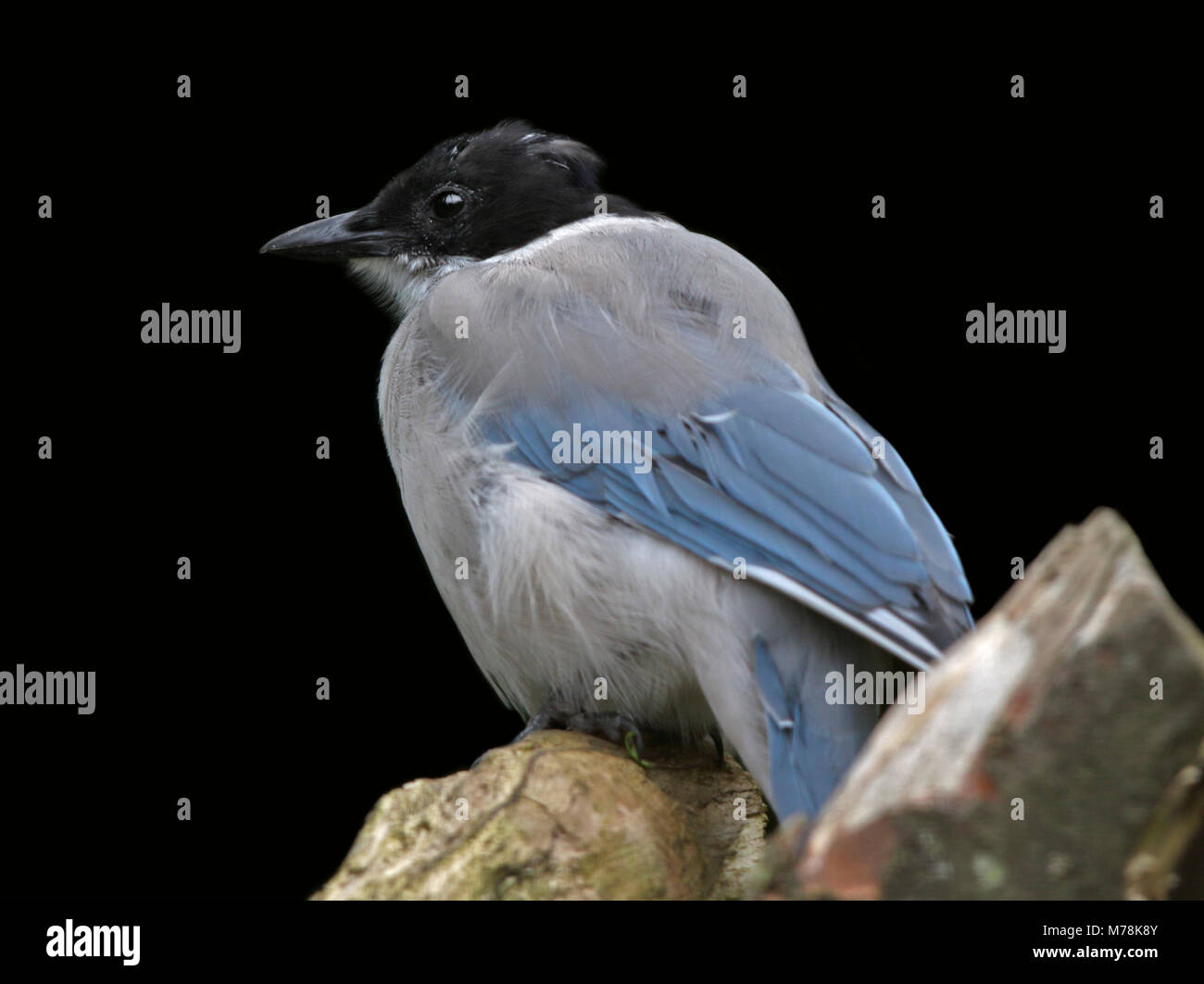 Azure-Winged Magpie (cyanopica cyan) Stock Photo