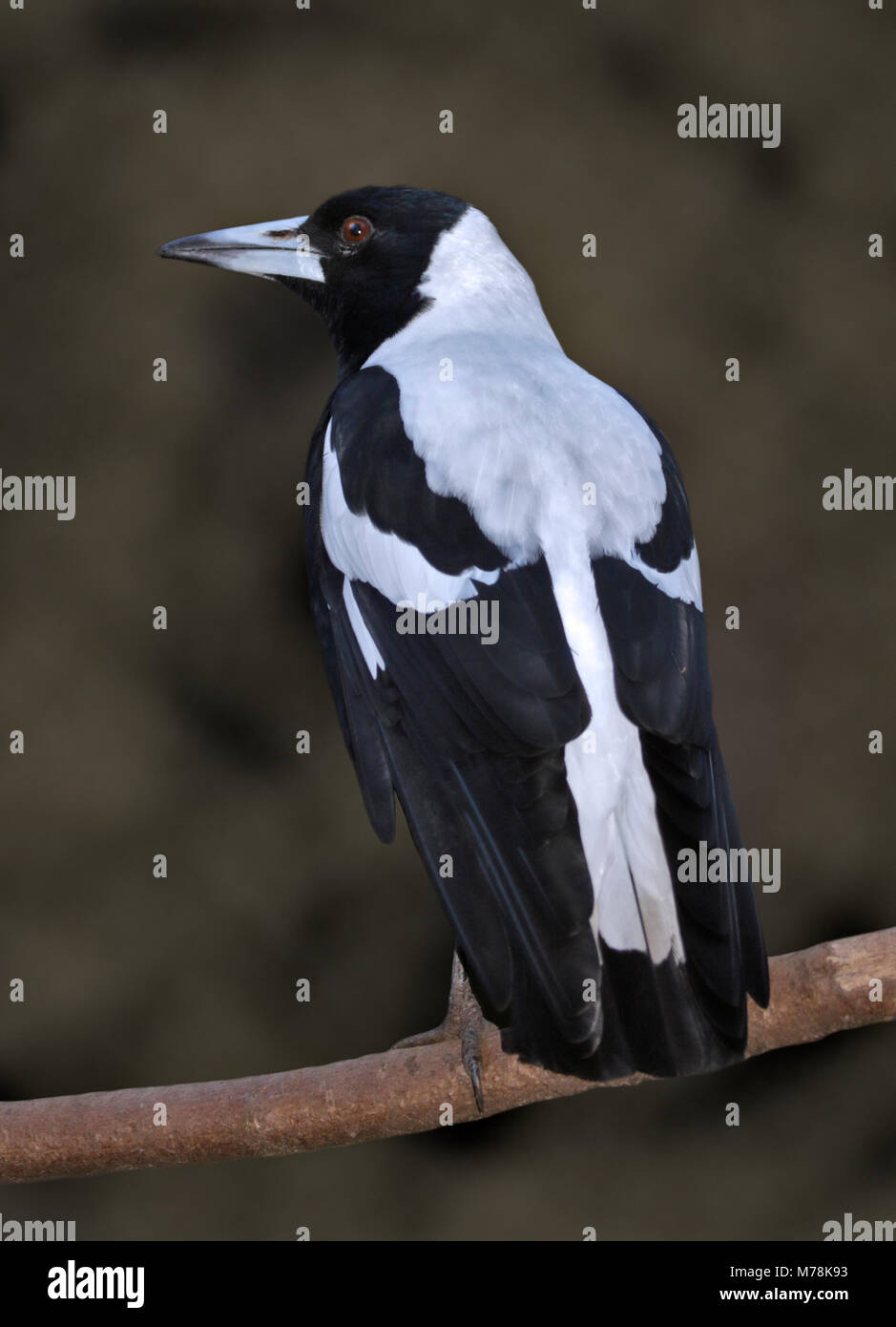 Australian Magpie (gymnorhina tibicen Stock Photo Alamy