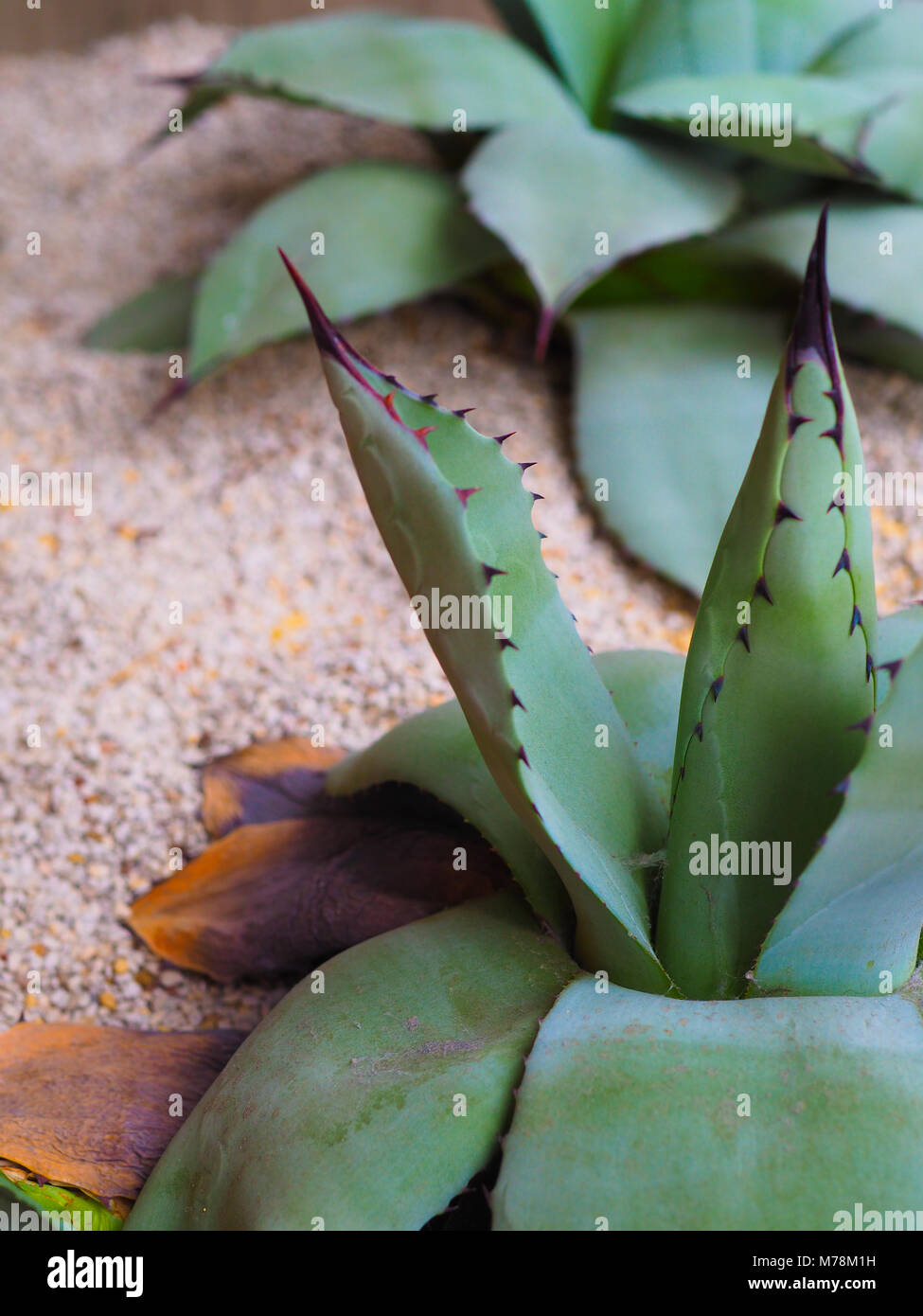 Succulent Agave plant, in soft sand indoor planter. Stock Photo