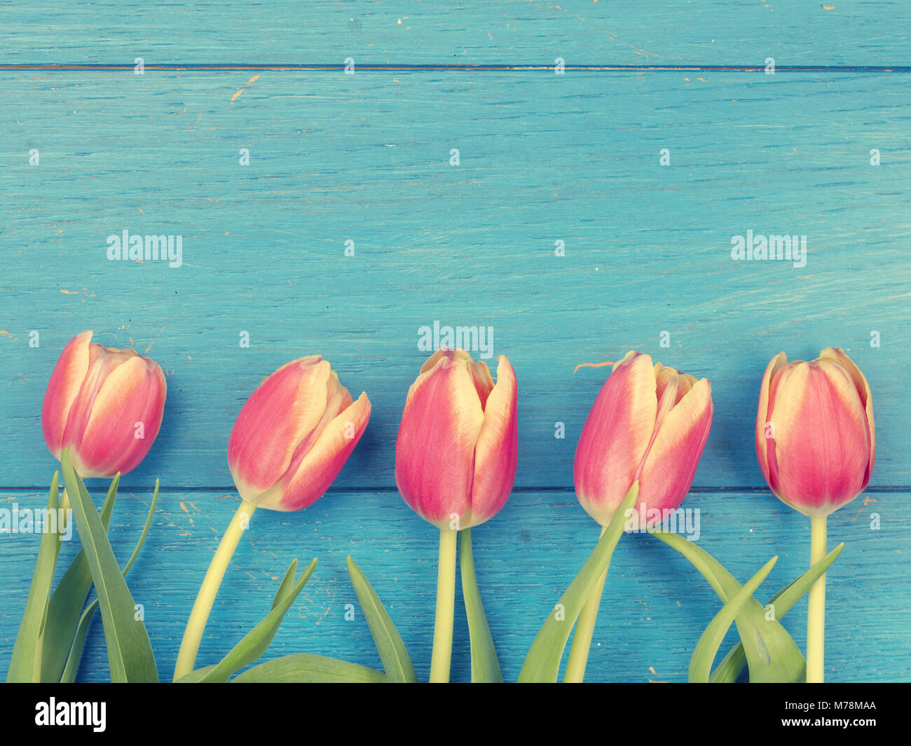 Beautiful tulips on a weathered blue wooden background Stock Photo - Alamy