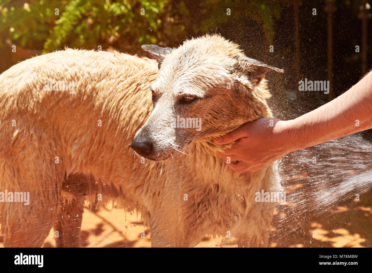 Young man taking shower hires stock photography and images Alamy