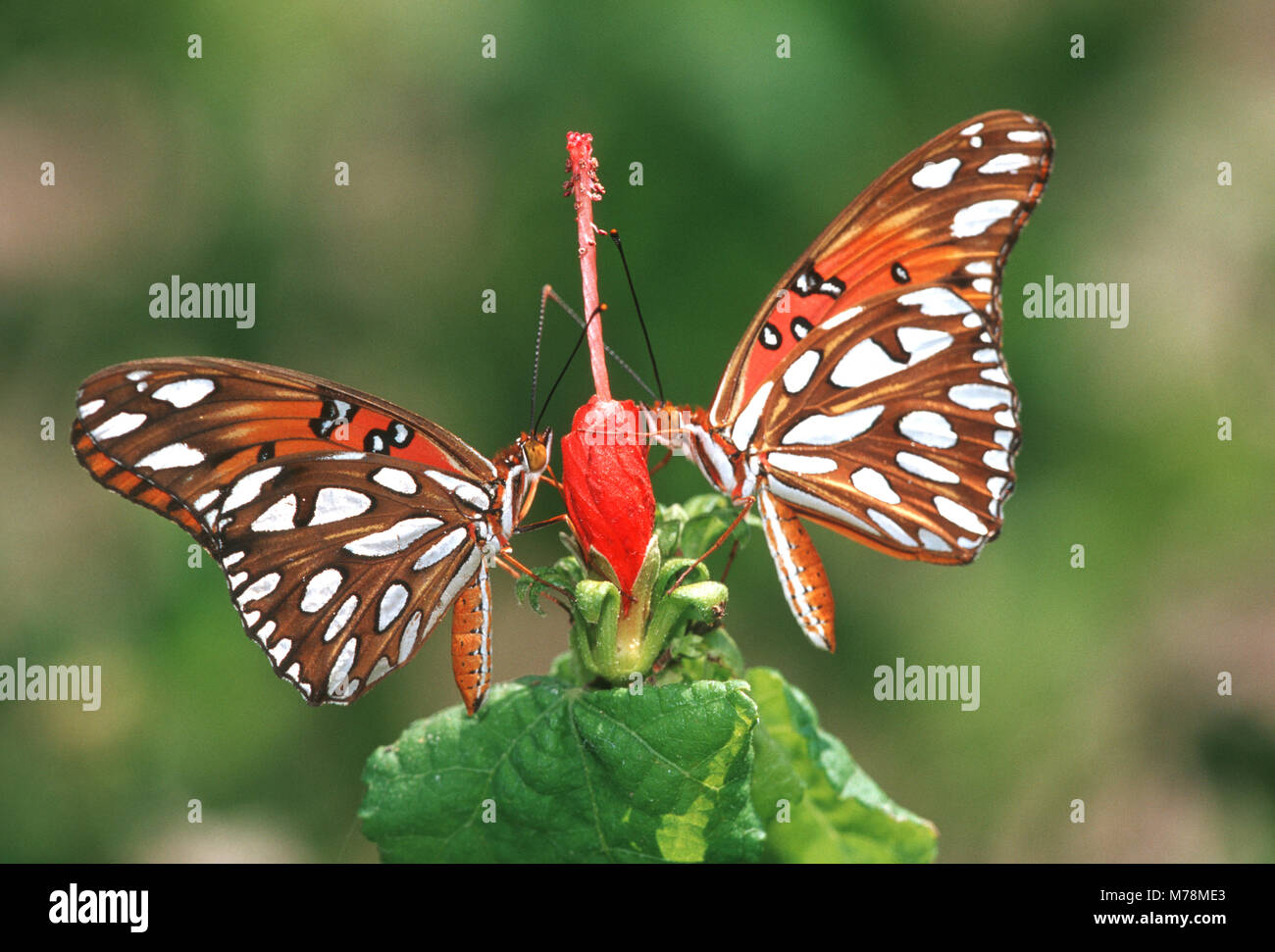 03305-003.08 Gulf Fritillaries (Agraulis vanillae) on Turks Cap (Malvaviscus arboreus var. Drummondii) NABA Butterfly Park, Mission, TX Stock Photo