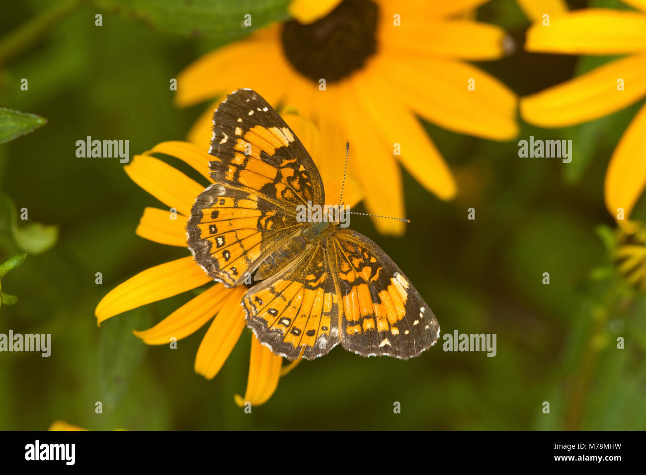 03365-00302 Silvery Checkerspot butterfly (Chlosyne nycteis) Goldstrum Black-eyed Susans (Rudbeckia hirta 'Goldstrum') Marion Co., IL Stock Photo